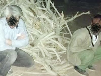 دستگیری قاچاقچیان کهنه کار چوب در شهرستان اشتهارد