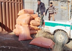 جمع آوری و اهدای بذر گیاهان بومی توسط همیاران طبیعت شهرستان طالقان
