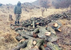 گشت های یگان حفاظت منابع طبیعی در طالقان منجر به دستگیری قاچاقچیان چوب شد