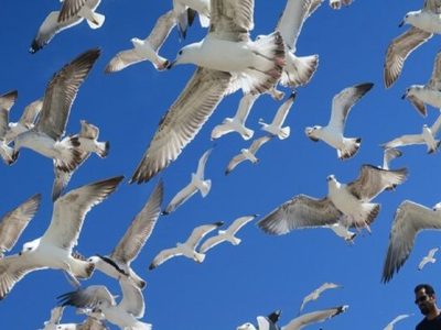 سرشماری زمستانه پرندگان منطقه حفاظت شده البرز جنوبی