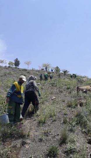 ۲۱‌ هزار اصله نهال در پروژه جنگل‌کاری بیجی کاشته شده است
