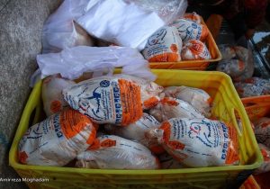 صادرات مرغ به ۶ هزار و ۳۰۰ تن رسید