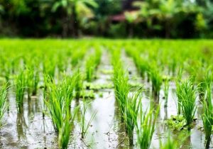اجرای سیاست زهکشی شالیزار‌ها راهکار خودکفایی برنج