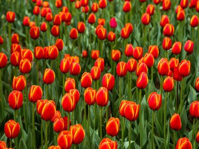 در شهر شهیدان لاله میروید و خاطرهها جان میگیرند