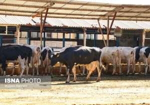 صنعت لبنیات در تب داغ تورم و تب برفکی!