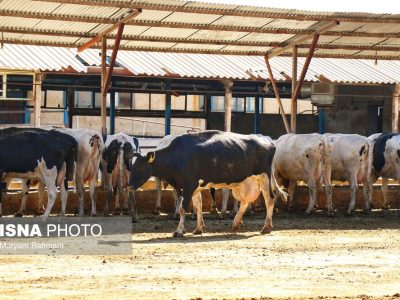 صنعت لبنیات در تب داغ تورم و تب برفکی!