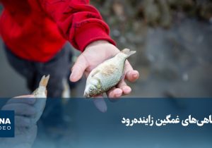 ویدیو/ ماهیهای غمگین زایندهرود
